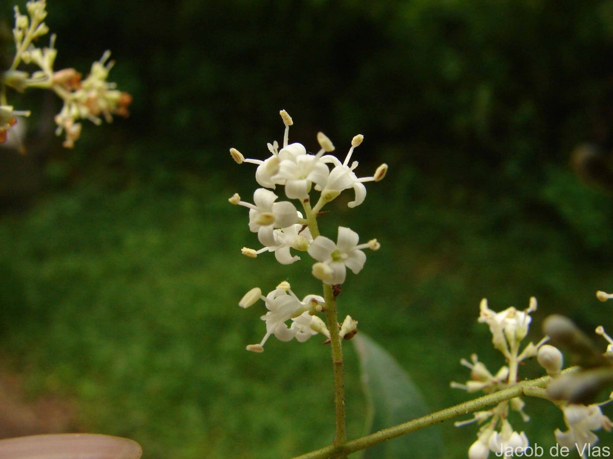 Ligustrum robustum (Roxb.) Blume